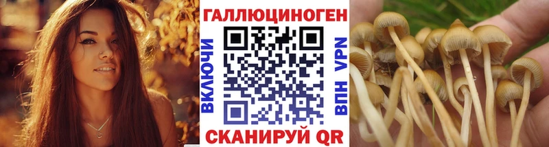 Галлюциногенные грибы Psilocybine cubensis  Урус-Мартан 